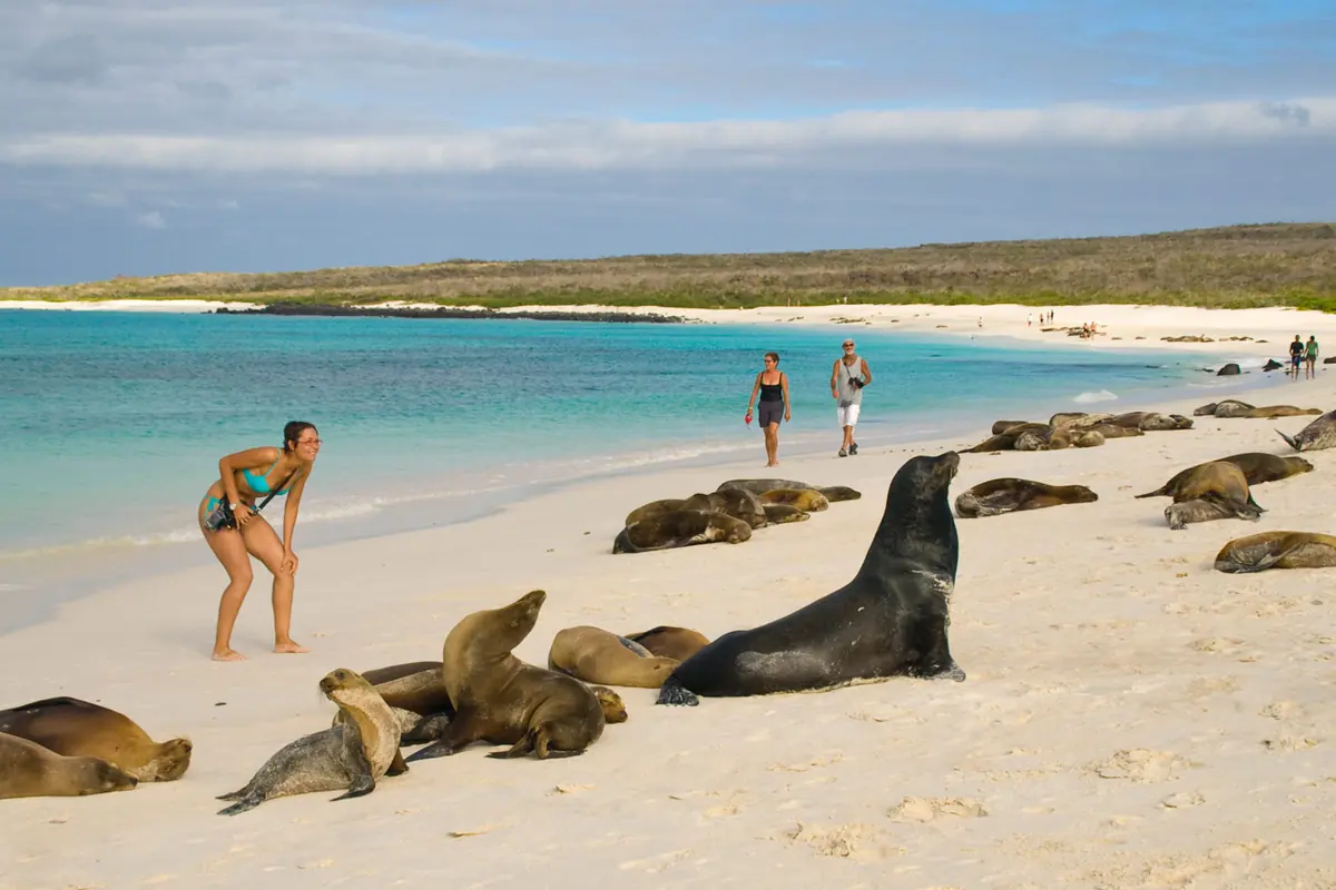 Sea lions resting on a sandy Galápagos beach